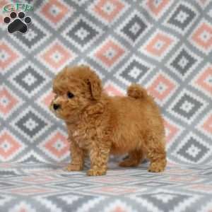 Peaches, Bich-Poo Puppy